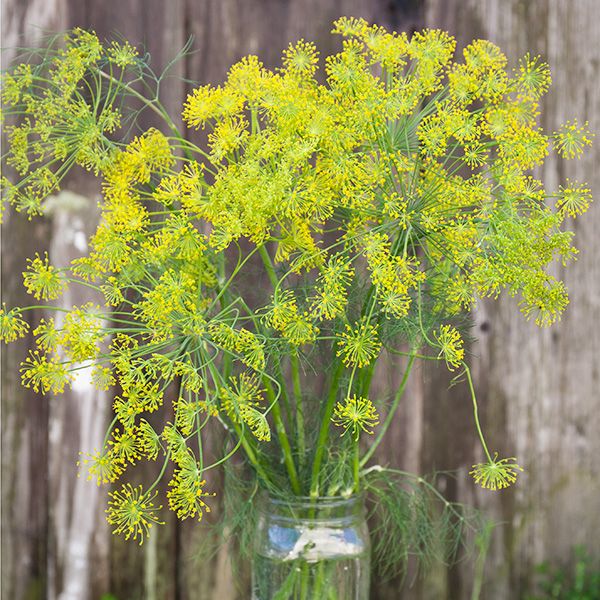 Dill (Bouquet) Plant - 3.5" pot