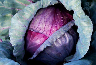Red Cabbage (Red Acre) Jumbo 6pk Plants