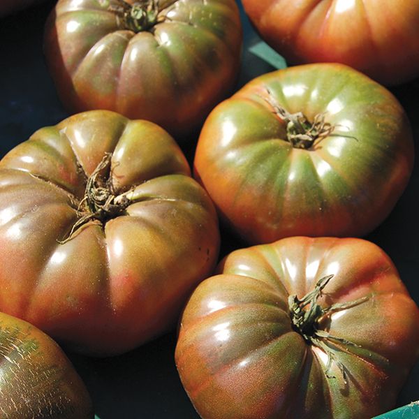 Tomato Plant, Cherokee Purple, Heirloom