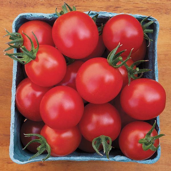 Tomato Plant, Bartelly Cherry