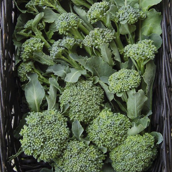 Broccoli, De Cicco, Jumbo 6pk Plants